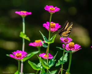 Tiger Swallowtail on Zennia