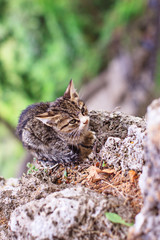  The cat is sitting on a rock