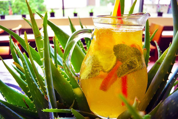 Glass of homemade tropic lemonade in aloe vera bush. Summer refreshing cocktail with lime, orange, mint leaves and lemon.