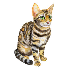 Cat Bengali isolated on white background. Watercolor. Animal. Stock Illustration Template