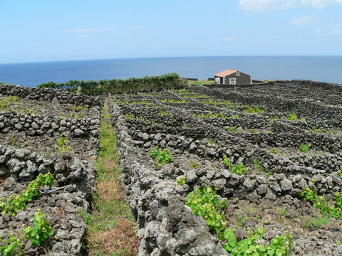 in den Weing&auml;rten von Biscoitos, Terceira, Azoren, Portugal