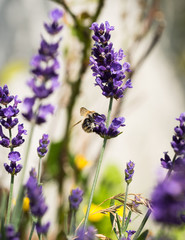 Photo: Georgina Chirbatdji