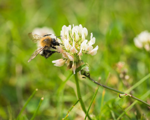 Photo: Georgina Chirbatdji