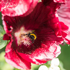 Photo: Georgina Chirbatdji