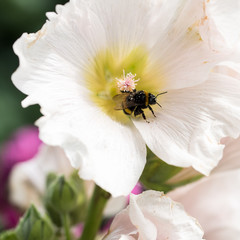 Photo: Georgina Chirbatdji