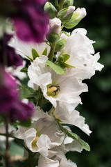 Photo: Georgina Chirbatdji