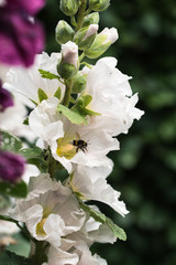 Photo: Georgina Chirbatdji