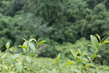 tea plantation. fresh green and white tea leaves. agriculture, farm, rural