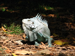 IGUANE