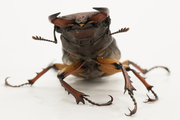 Brown Female Stag beetle Lucanus cervus female isolated on white background, front view
