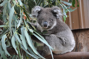 koala mignon australie - koala cute