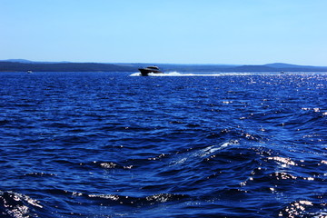 Fototapeta premium seascape with boat