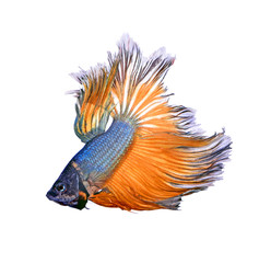 siamese fighting fish, betta isolated on white background.