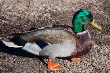 Beautiful colorful duck