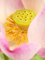 Macro shot of a lotus seed pod, Thailand