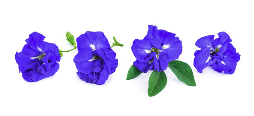 Fototapeta na wymiar blue pea flowers on white background.