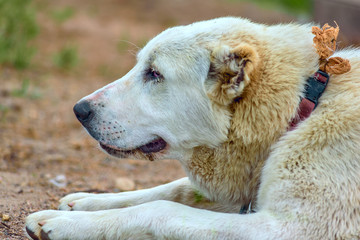 Thoughtful Central Asian Shepherd on the farm