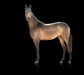 Fototapeta na wymiar Exterior of buckskins horse isolated on black background