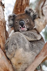 koala australia australie