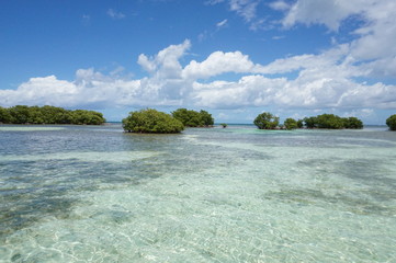 Mangrove