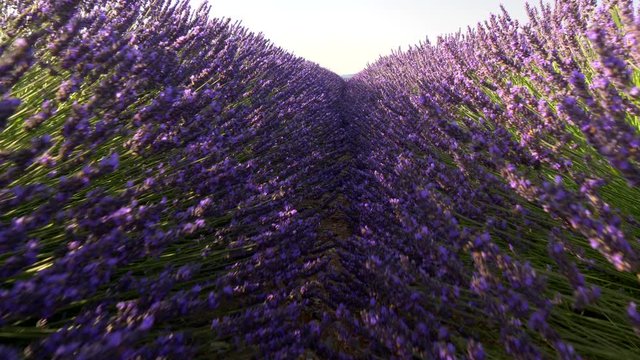 Walking through lavender field at sunrise. Valensole Plateau. Provence, France