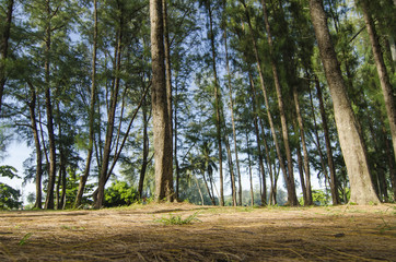 lower angle shot, under the trunk of sea oak tree (Casuarina equisetifolia) park