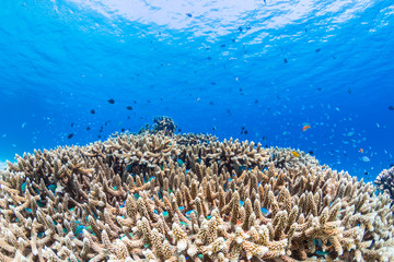 Fototapeta na wymiar Fishes Living in Corals