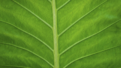 Leaf surface, leaf background
