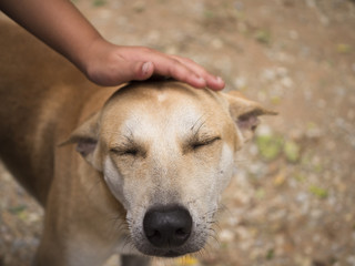 Girl's hand stroking the abandoned dog on the street