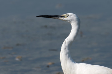 Little egret