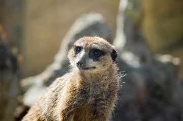 suricate