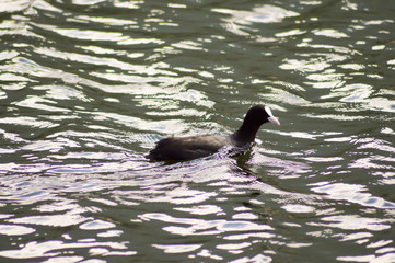 Frogs Macroules enters herbs on