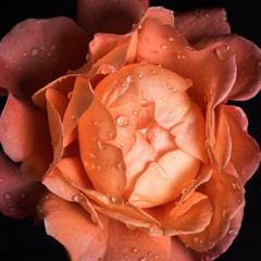 Photo: Georgina Chirbatdji