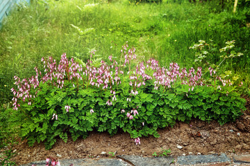 Flower border. Dicenter (broken heart) in the garden