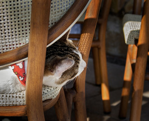 Sleepy cat lying on a wooden chair - 164294515