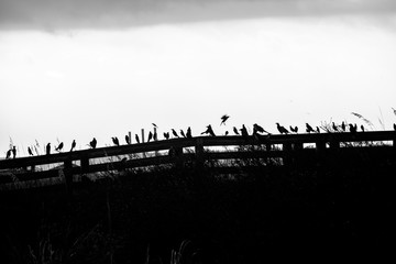Obraz premium Ominous flock of birds perched on a beach walkway