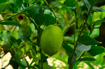 lime on tree