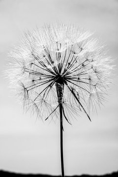 Fototapeta Black and white big dandelion on sky background