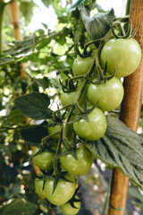              Bunch of green tomatoes waiting to ripen