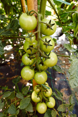 Bunch of green tomatoes waiting to ripen
