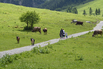 k&uuml;he auf der weide neben einem wanderweg im kleinwalsertal