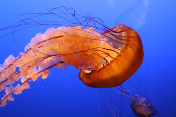 Movement so smooth © Carrie