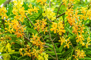 Yellow orchid flowers