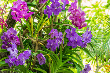 Purple and pink orchid flowers orchid flowers
