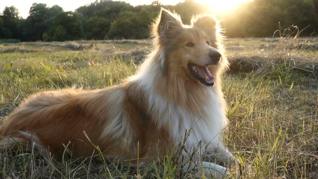 Collie dog lying down on green field at sunlight