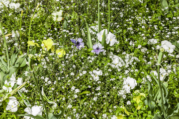 Weiße Wildblumen