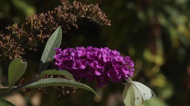  Mariposa de la col (Pieris brassicae)  volando y posandose en   una flor del arbusto  Buddleja davidii de color  purpura rosa 