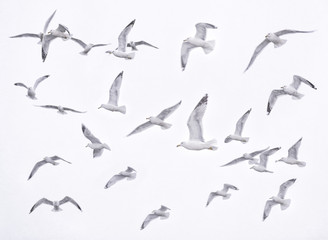 Gaviotas 2 / Seagulls 2