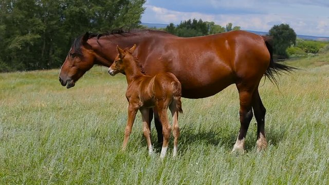 A mare with a foal on a green pasture near a forest.