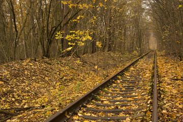 Railway tracks in an autumn forest or tunnel of love in Ukraine